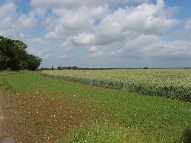 Wheatfield by Longcroft Spinney View from junction of bridleways.