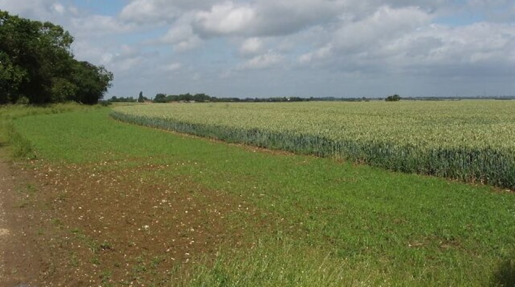 Wheatfield by Longcroft Spinney View from junction of bridleways.