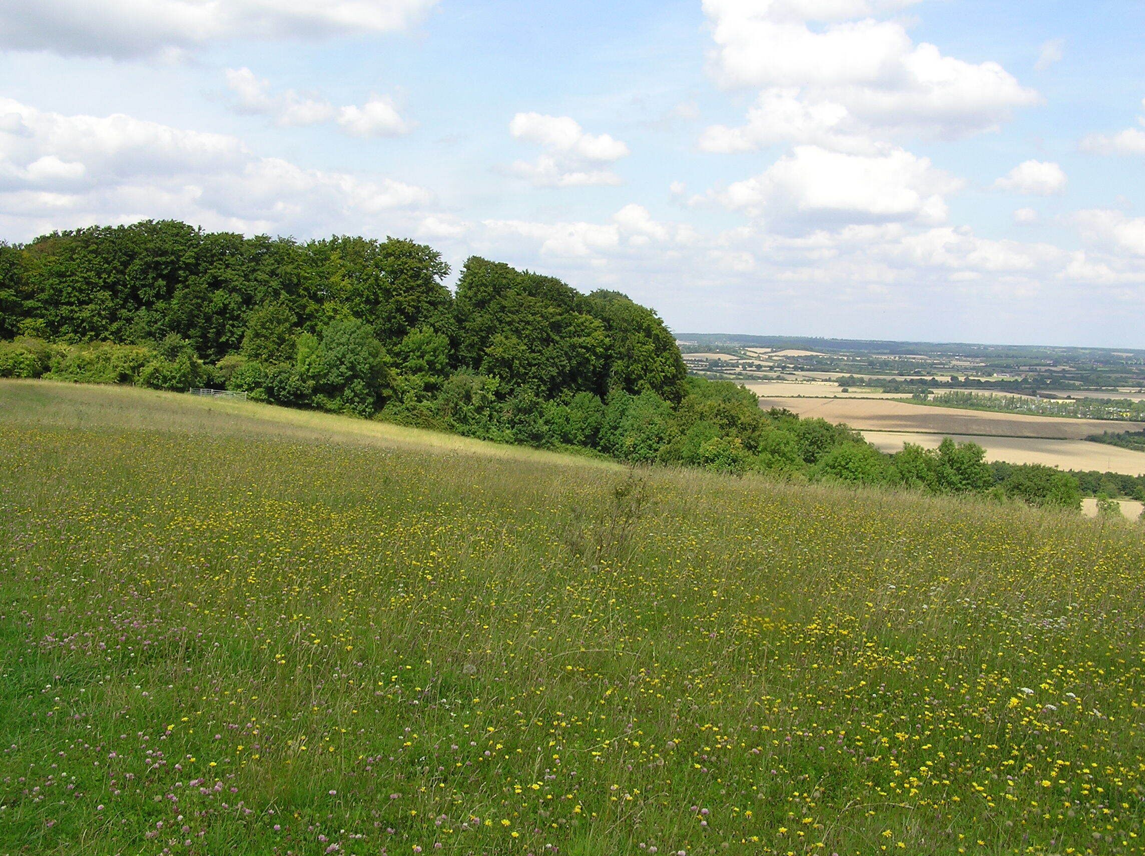 The Clappers across the Downs - August 2009