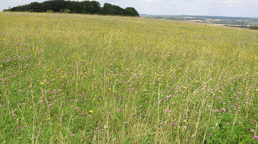 Chalk downs - Sharpenhoe Clappers - August 2009