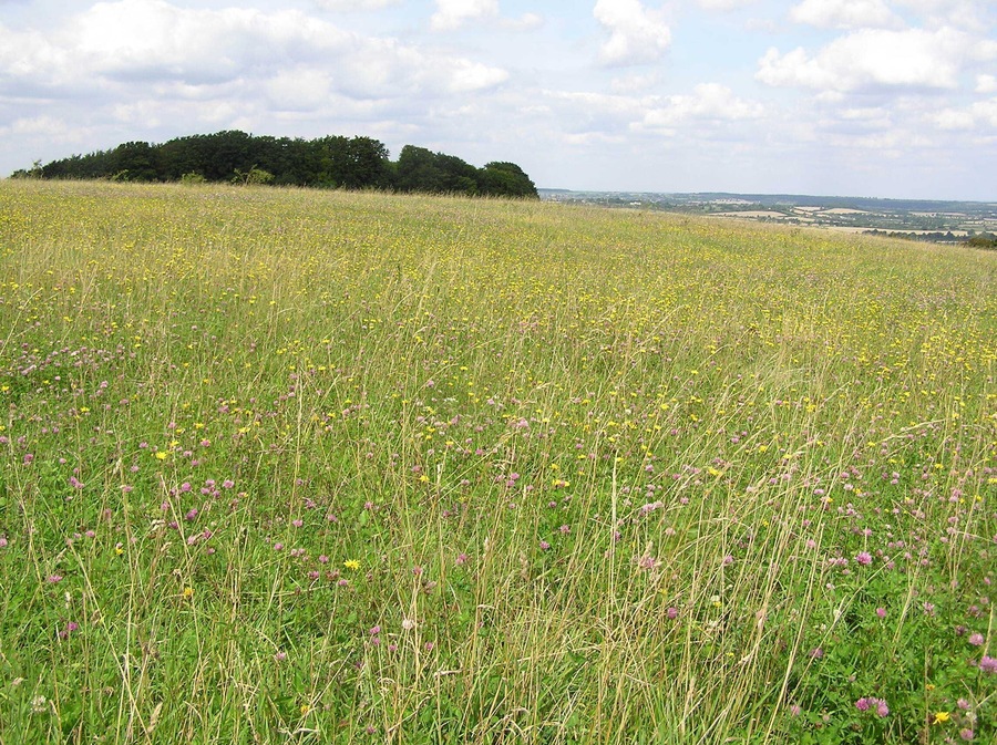 Chalk downs - Sharpenhoe Clappers - August 2009