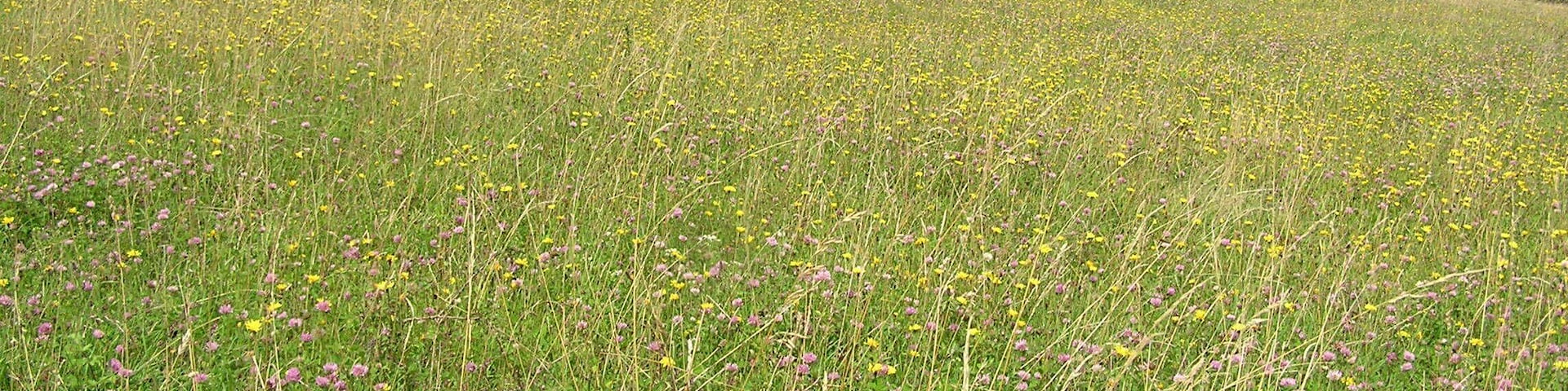 Chalk downs - Sharpenhoe Clappers - August 2009