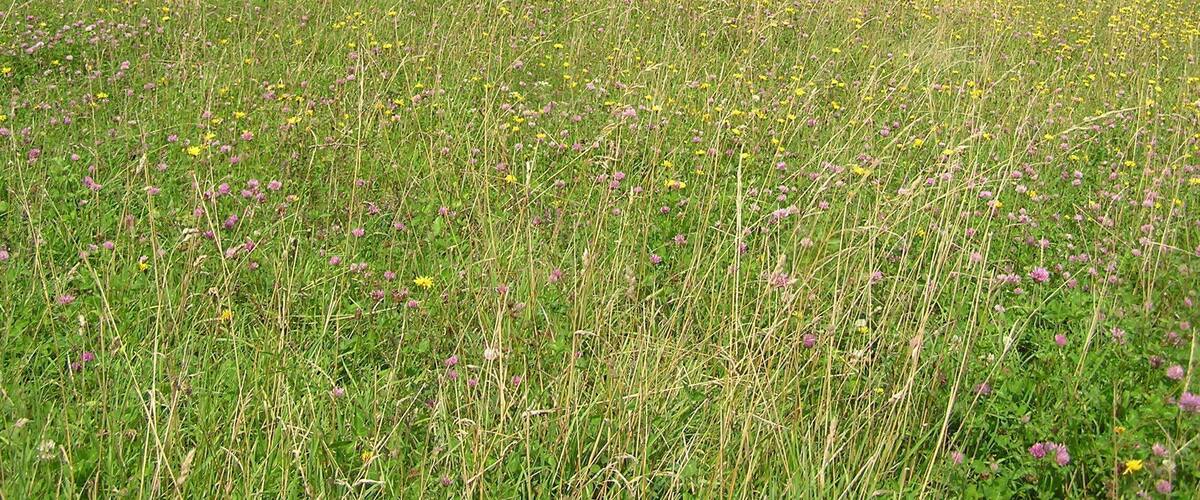 A vast field of wildflowers with a forest in the distance.