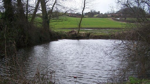 Small Pond Mostly hidden from view by hedges.