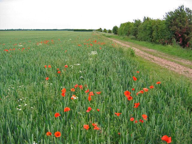A field of red poppies with a dirt path and trees in the background.
