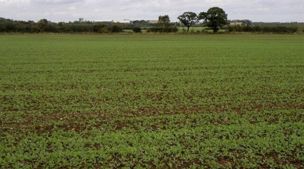 The view towards the former Leconfield Airfield, Leconfield, East Riding of Yorkshire, England. Taken from the public bridleway in the SW corner of the square. The tall hangars of the former RAF Leconfield Base can be seen in the background.