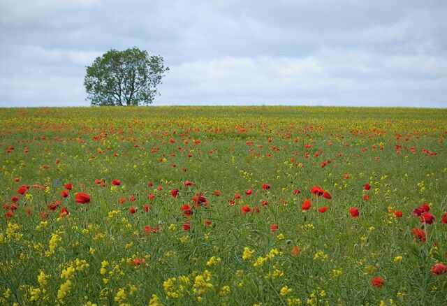Rape and poppies, Leven, East Riding of Yorkshire, England. Field south of Little Leven just north of the Leven Canal