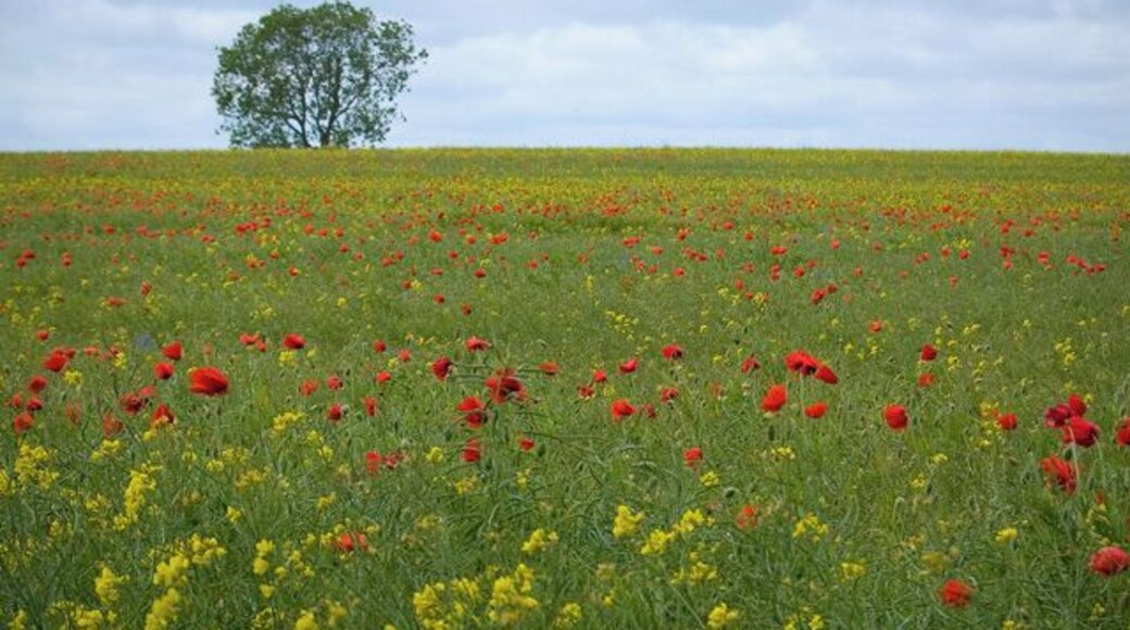 Rape and poppies, Leven, East Riding of Yorkshire, England. Field south of Little Leven just north of the Leven Canal