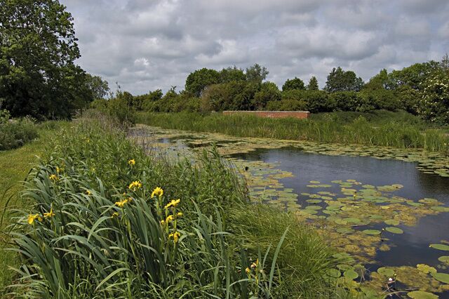 A pond surrounded by lush greenery and yellow flowers.