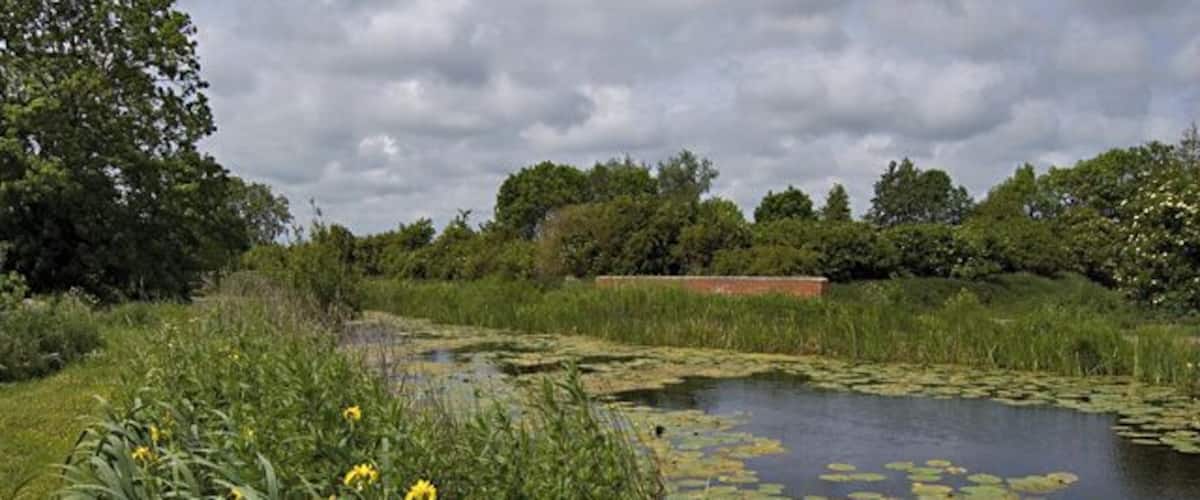 A pond surrounded by lush greenery and yellow flowers.