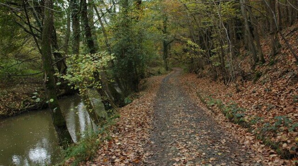 Track beside Dowles Brook Track beside Dowles Brook in the Wyre Forest. The county boundary of between Worcestershire and Shropshire follows the course of the brook at this point.