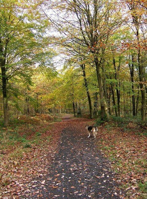 A forest path with a dog walking away from the viewer.