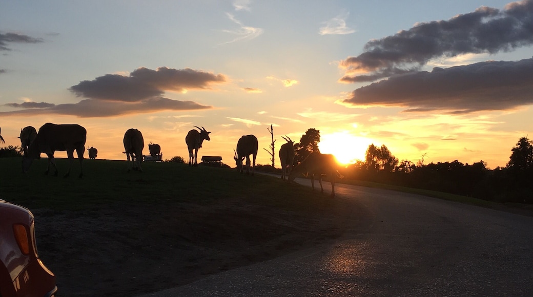 Some eland grazing at sunset