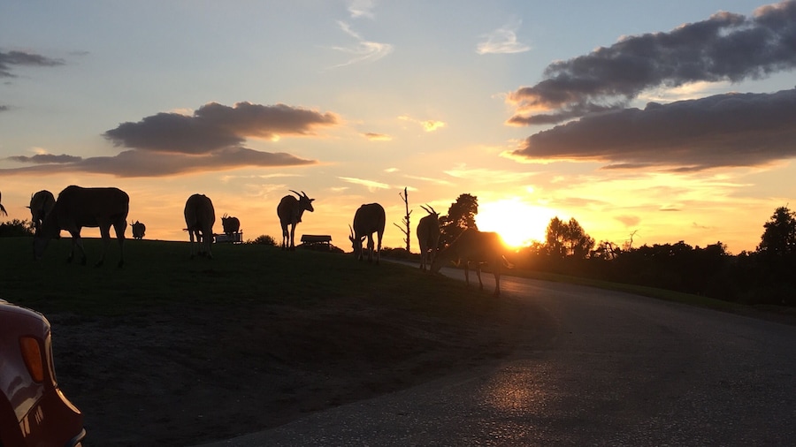 Some eland grazing at sunset