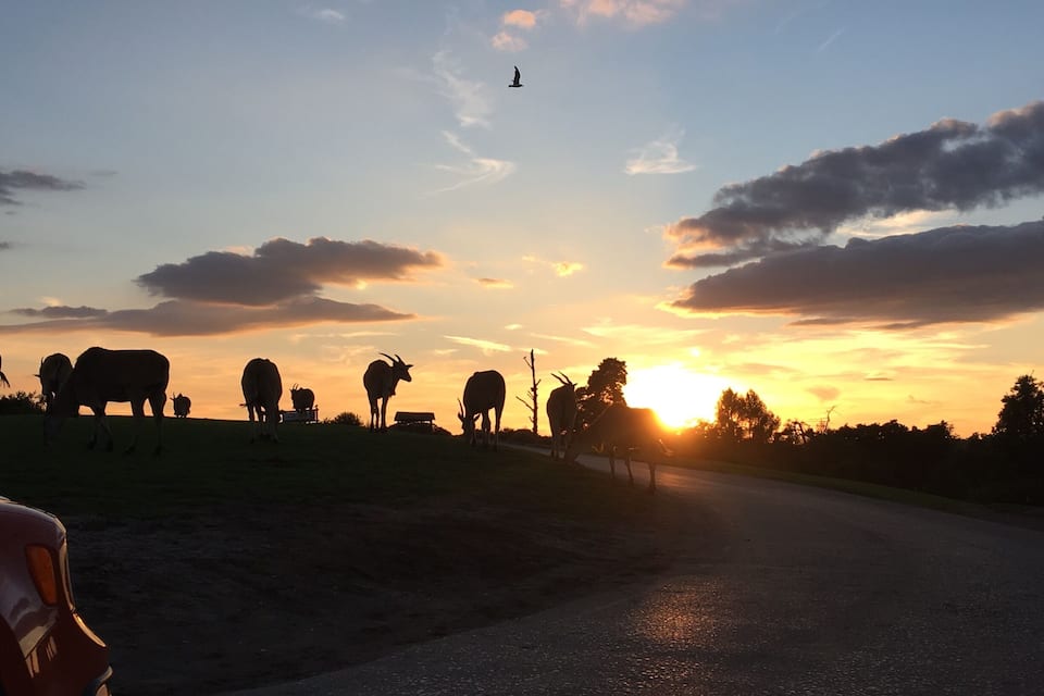 Un coucher de soleil sur un paysage rural, avec des vaches qui paissent et une route.