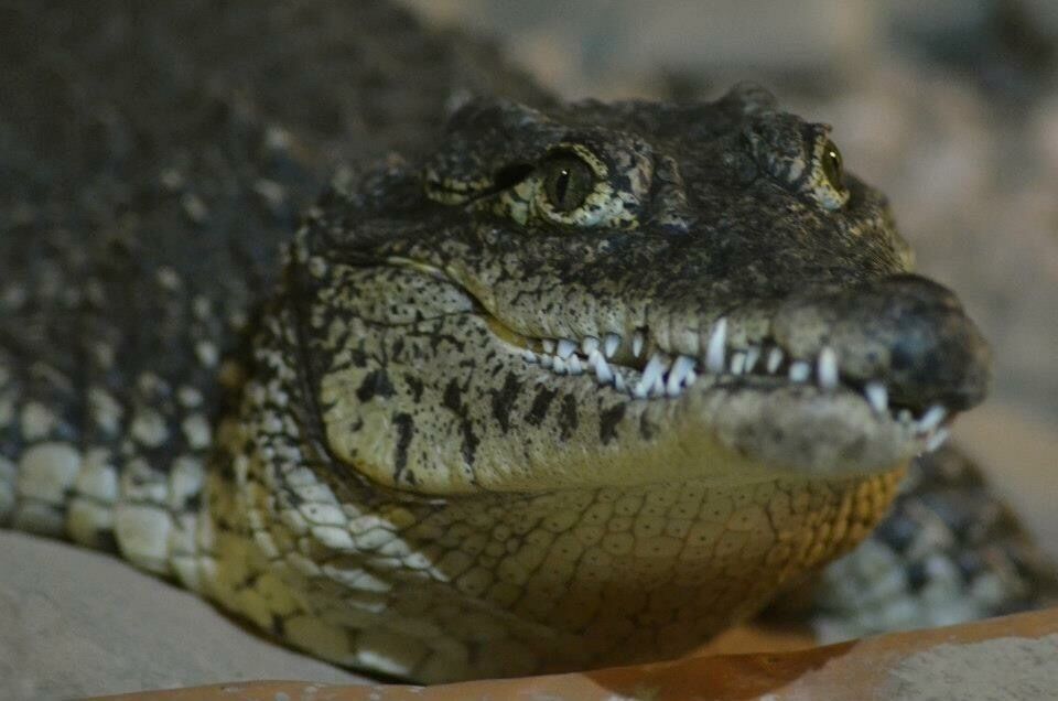 Taken at West Midlands Safari Park in Worcestershire, UK.
#Midlands #Worcestershire #WestMidlands #SafariPark #Safari #Zoo 