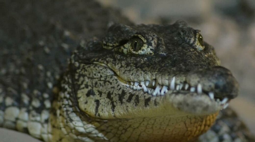 Taken at West Midlands Safari Park in Worcestershire, UK.
#Midlands #Worcestershire #WestMidlands #SafariPark #Safari #Zoo