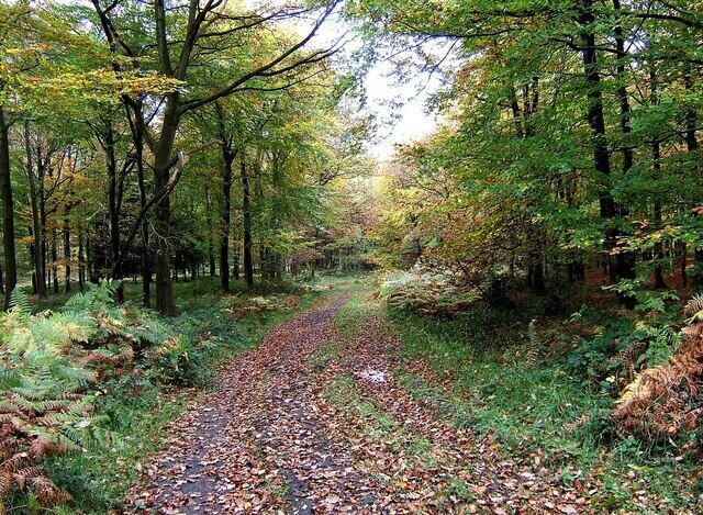 Corbets Park, Wyre Forest This area of the forest is known as Corbets Park.