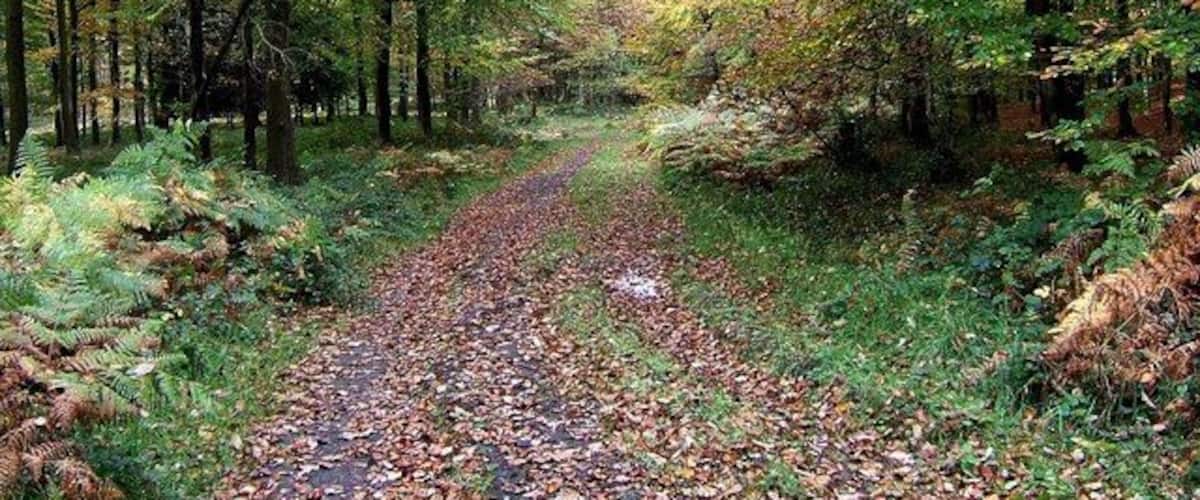 Corbets Park, Wyre Forest This area of the forest is known as Corbets Park.