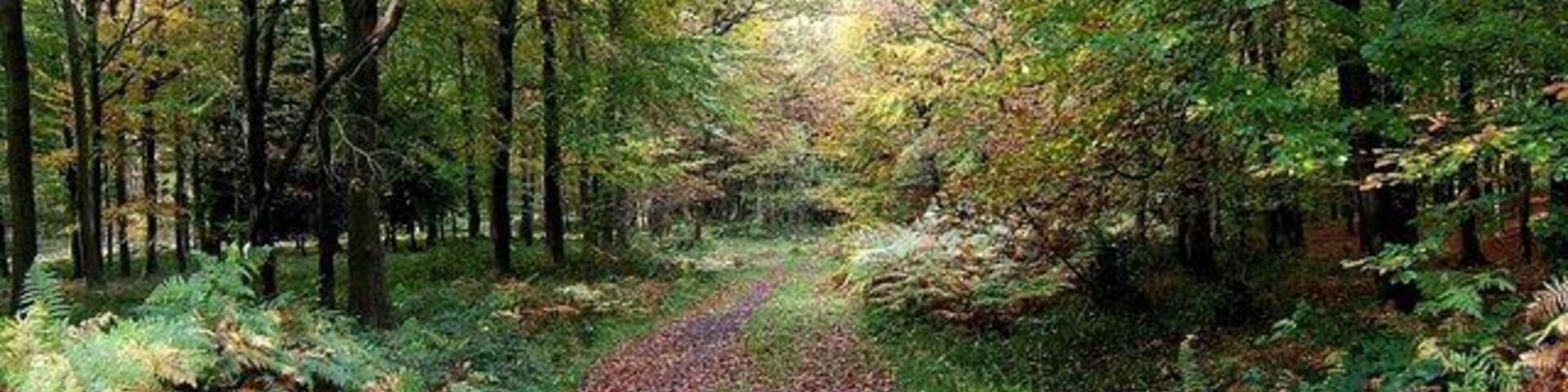 Corbets Park, Wyre Forest This area of the forest is known as Corbets Park.