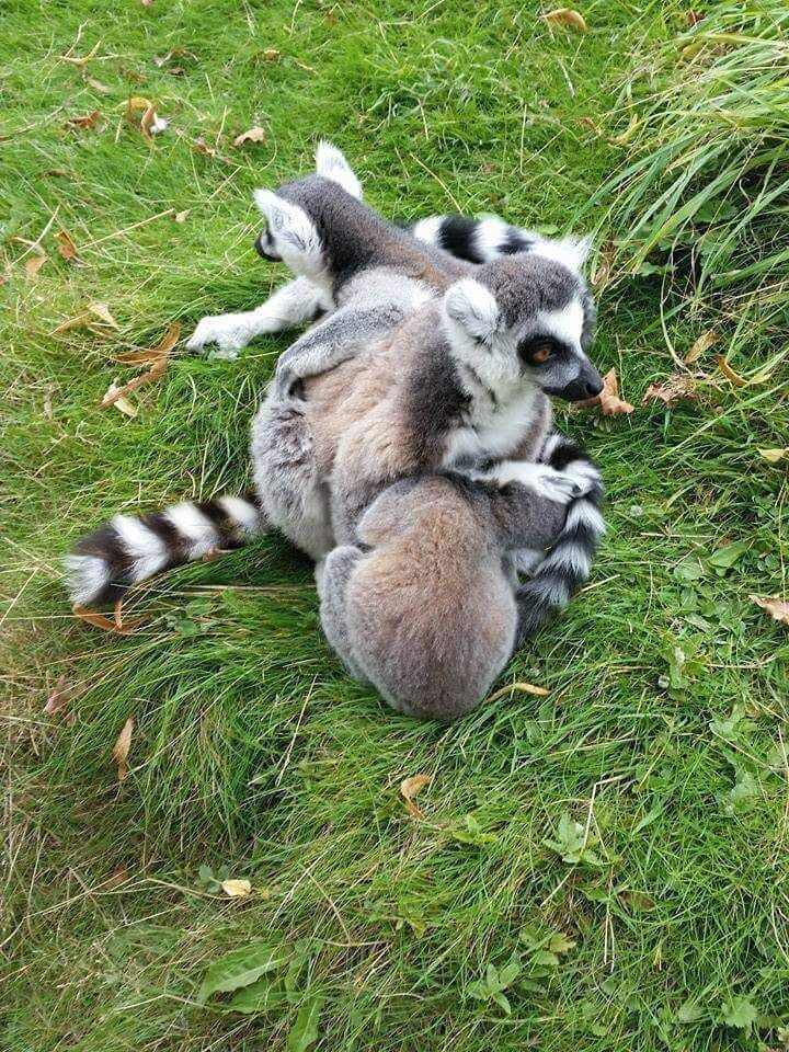 Spent my 5 minute break with these beautiful ring tailed lemurs.