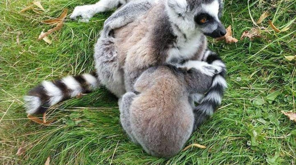 Spent my 5 minute break with these beautiful ring tailed lemurs.
