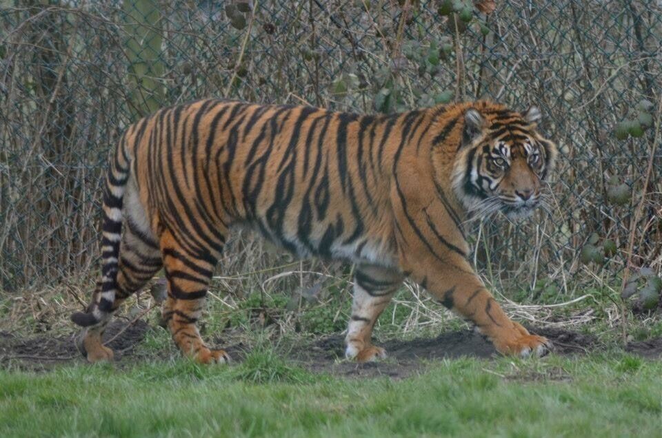 Taken at West Midlands Safari Park in Worcestershire, UK.
#Midlands #Worcestershire #WestMidlands #SafariPark #Safari #Zoo #Tiger