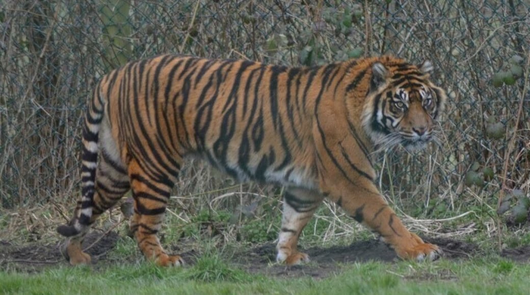 Taken at West Midlands Safari Park in Worcestershire, UK.
#Midlands #Worcestershire #WestMidlands #SafariPark #Safari #Zoo #Tiger
