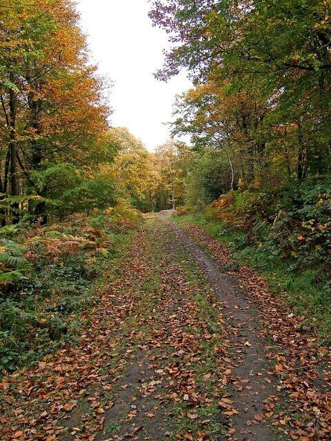 A forest path with fallen leaves and trees.