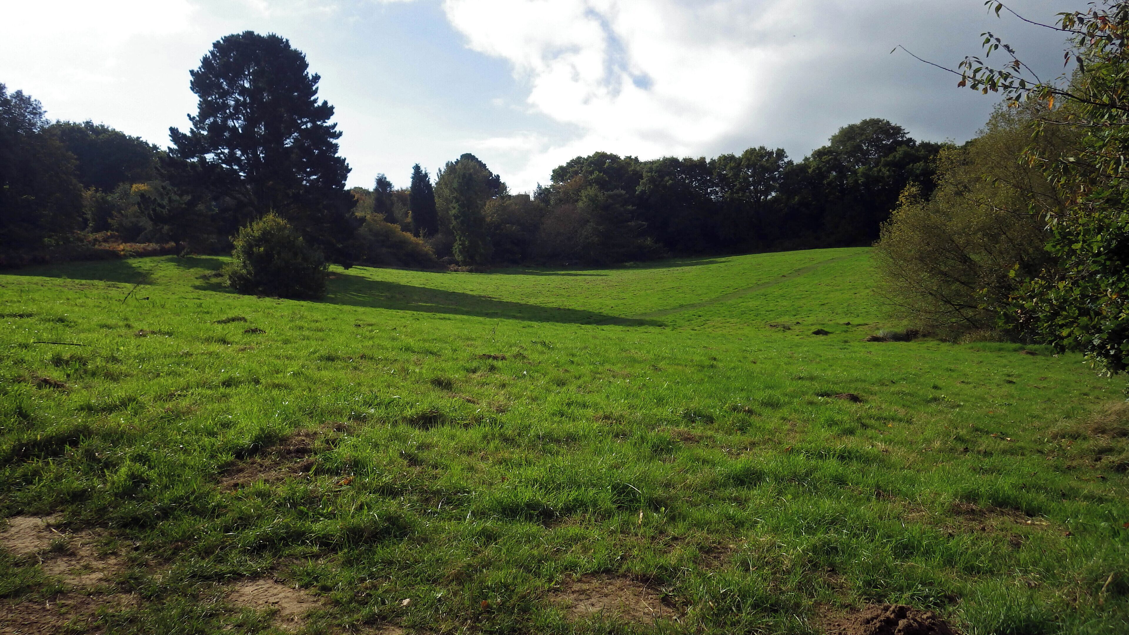 Looking over an open field.