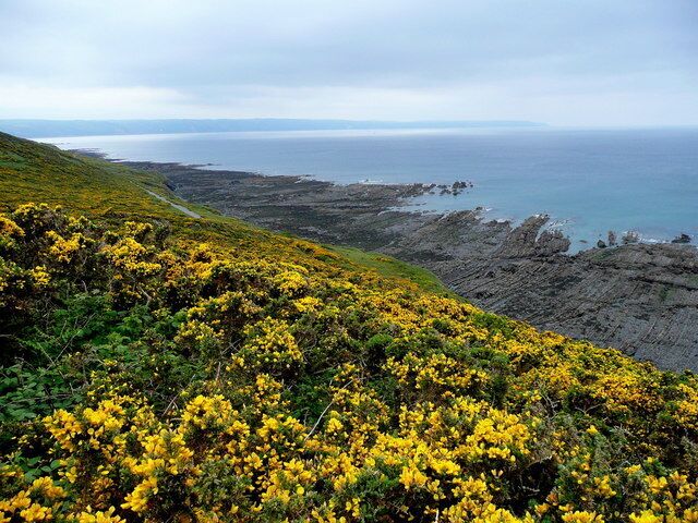 View from the Lookout. The view south-west from the Lookout post in 1302669. Beyond the dense gorse is a glimpse of the Coastal Path, the wave-cut platforms at low tide, and a distant view to Hartland Point.