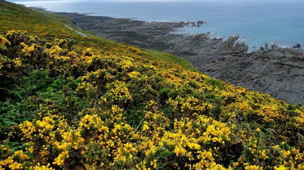 View from the Lookout. The view south-west from the Lookout post in 1302669. Beyond the dense gorse is a glimpse of the Coastal Path, the wave-cut platforms at low tide, and a distant view to Hartland Point.