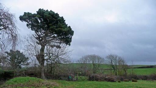 Monterey Pine One of several beside a guest house called The Pines at Eastleigh near Bideford.