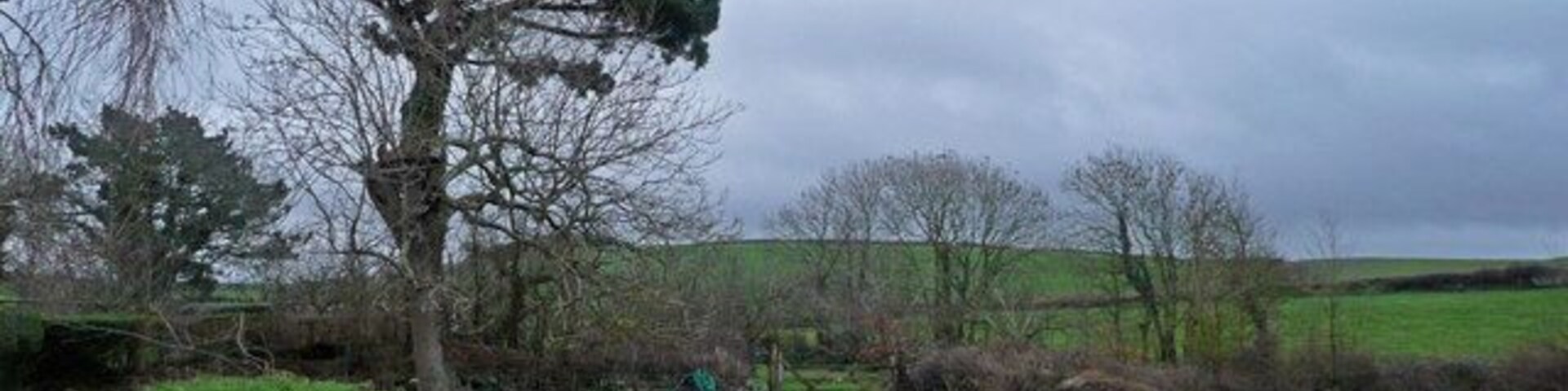 Monterey Pine One of several beside a guest house called The Pines at Eastleigh near Bideford.