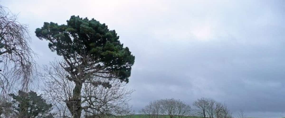 A grassy field with a large tree and a fence.