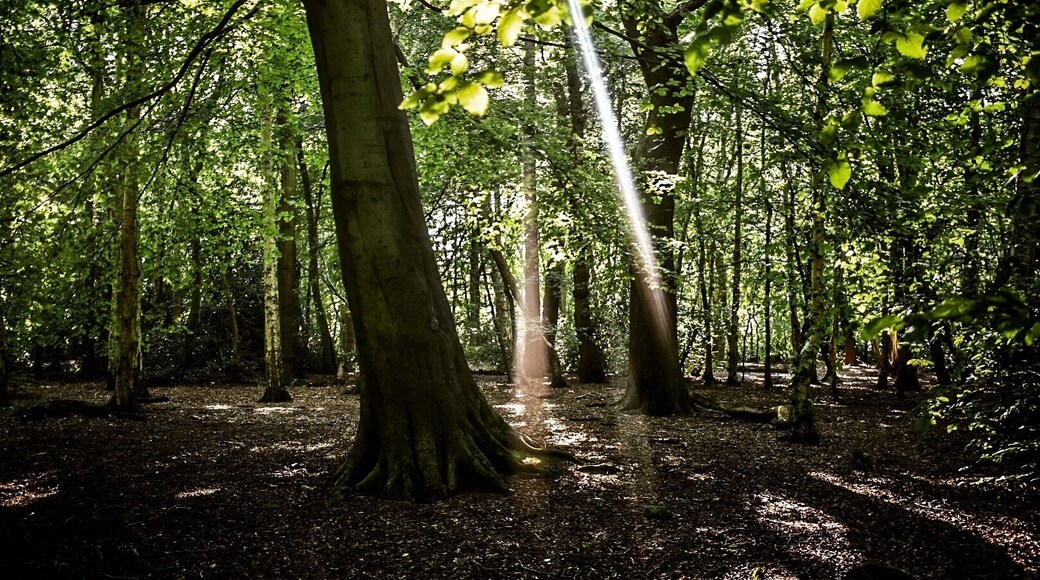 Eastham Woods - Interesting place as it use to be a zoo back in 1846.