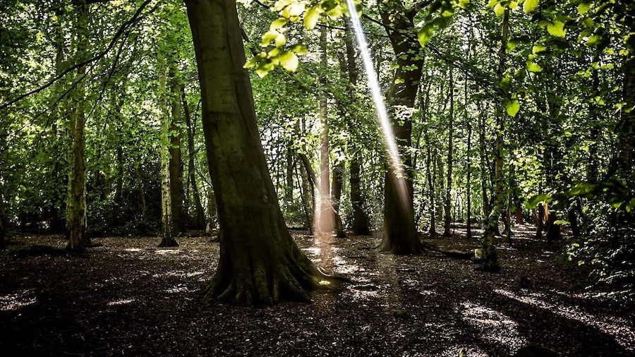 Eastham Woods - Interesting place as it use to be a zoo back in 1846.