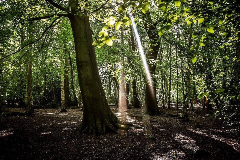 Een dicht bos met zonlicht dat tussen de bomen door schijnt.