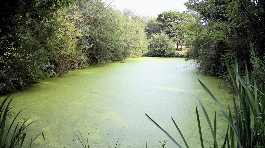 A pond at Hatfield Park in the Hatfield Broad Oak civil parish of Essex, England. Camera: Canon EOS 6D with Canon EF 24-105mm F4L IS USM lens. Software: RAW file lens-corrected, optimized, perhaps cropped, and converted to JPEG with DxO OpticsPro 11 Elite, and likely further optimized with Adobe Photoshop CS2.