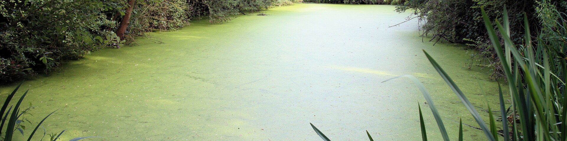 A pond at Hatfield Park in the Hatfield Broad Oak civil parish of Essex, England. Camera: Canon EOS 6D with Canon EF 24-105mm F4L IS USM lens. Software: RAW file lens-corrected, optimized, perhaps cropped, and converted to JPEG with DxO OpticsPro 11 Elite, and likely further optimized with Adobe Photoshop CS2.