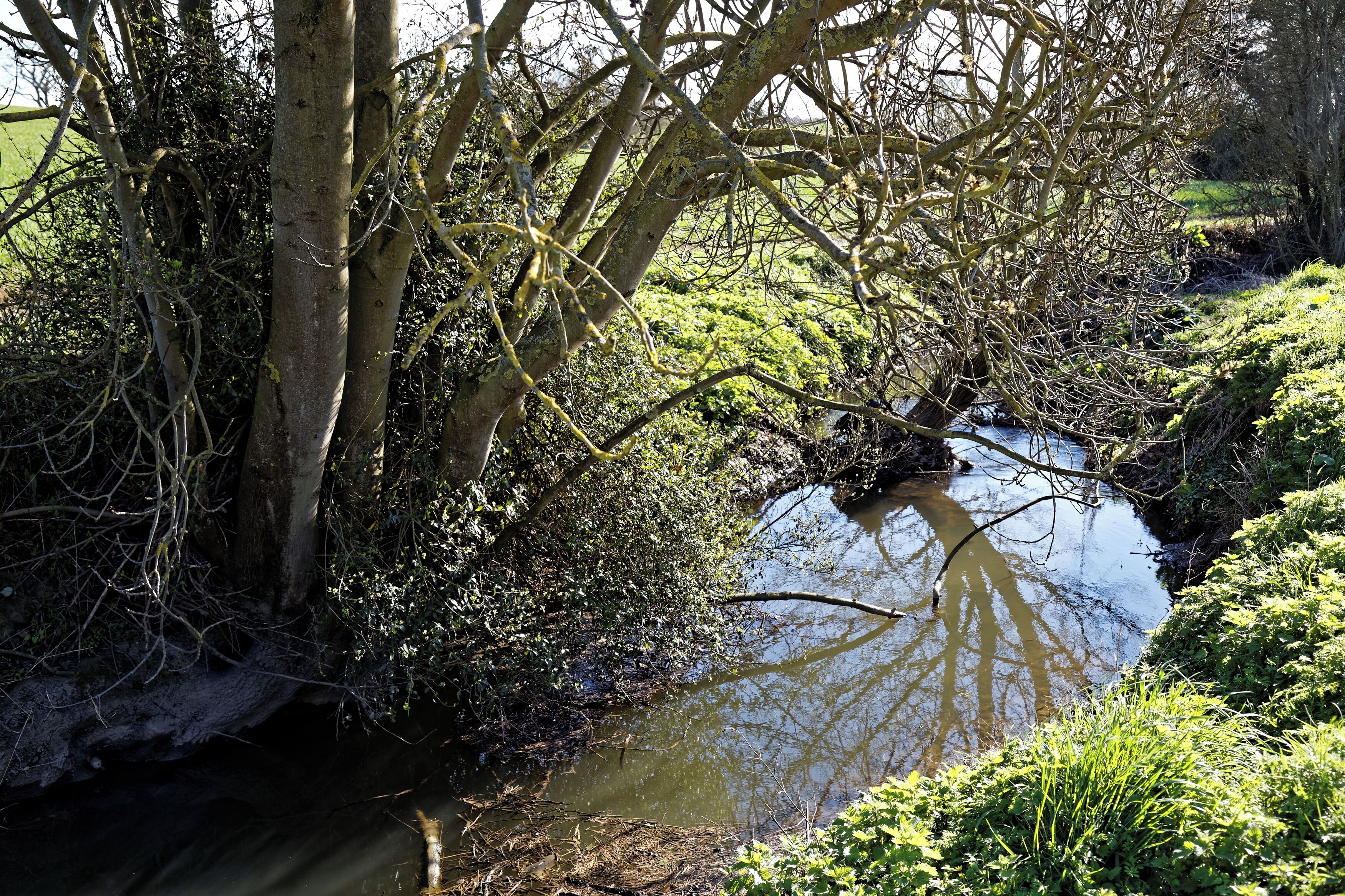 A narrow stream with overhanging branches and lush greenery.