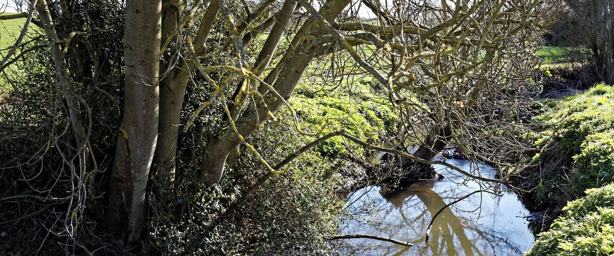 A narrow stream with overhanging branches and lush greenery.