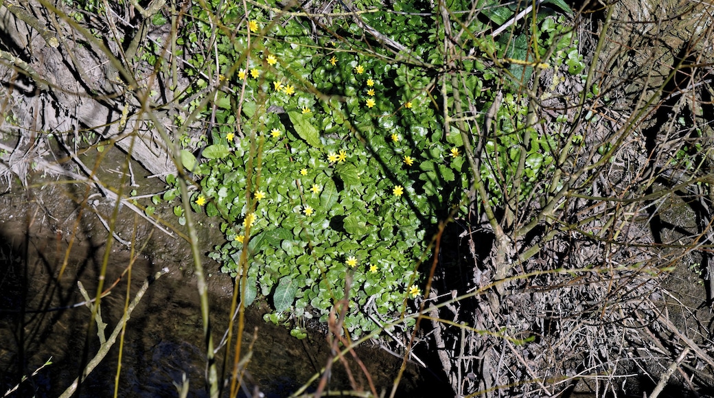 Ficaria verna, alternatively Ranunculus ficaria, common name lesser celandine, pilewort, or fig buttercup (Am), at the edge of Pincey Brook, south from the A1060 Chelmsford Road at the east of Hatfield Heath village in Essex, England. Camera: Canon EOS 6D with Canon EF 24-105mm F4L IS USM lens. Software: RAW file lens-corrected, optimized and downsized with DxO OpticsPro 11 Elite, Viewpoint 3, and Adobe Photoshop CS2.