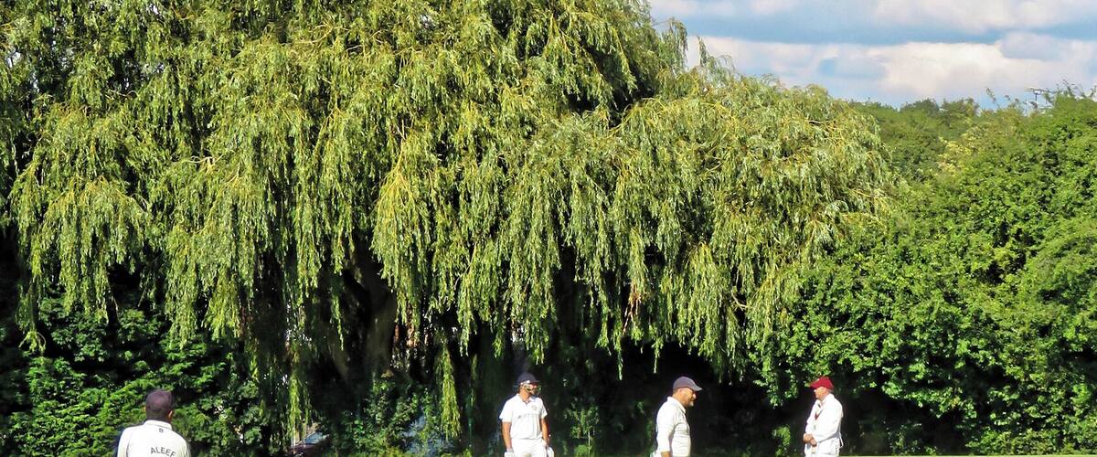 A cricket field with players in white uniforms, a willow tree, and a clear sky.