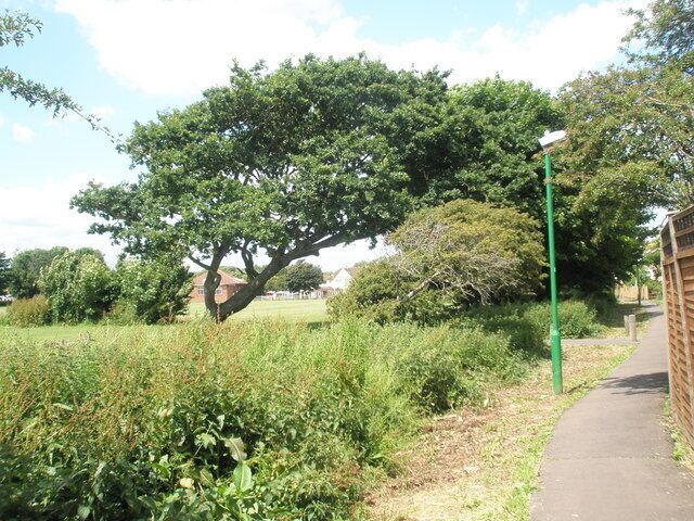 Pathside tree at Felpham Recreation Ground