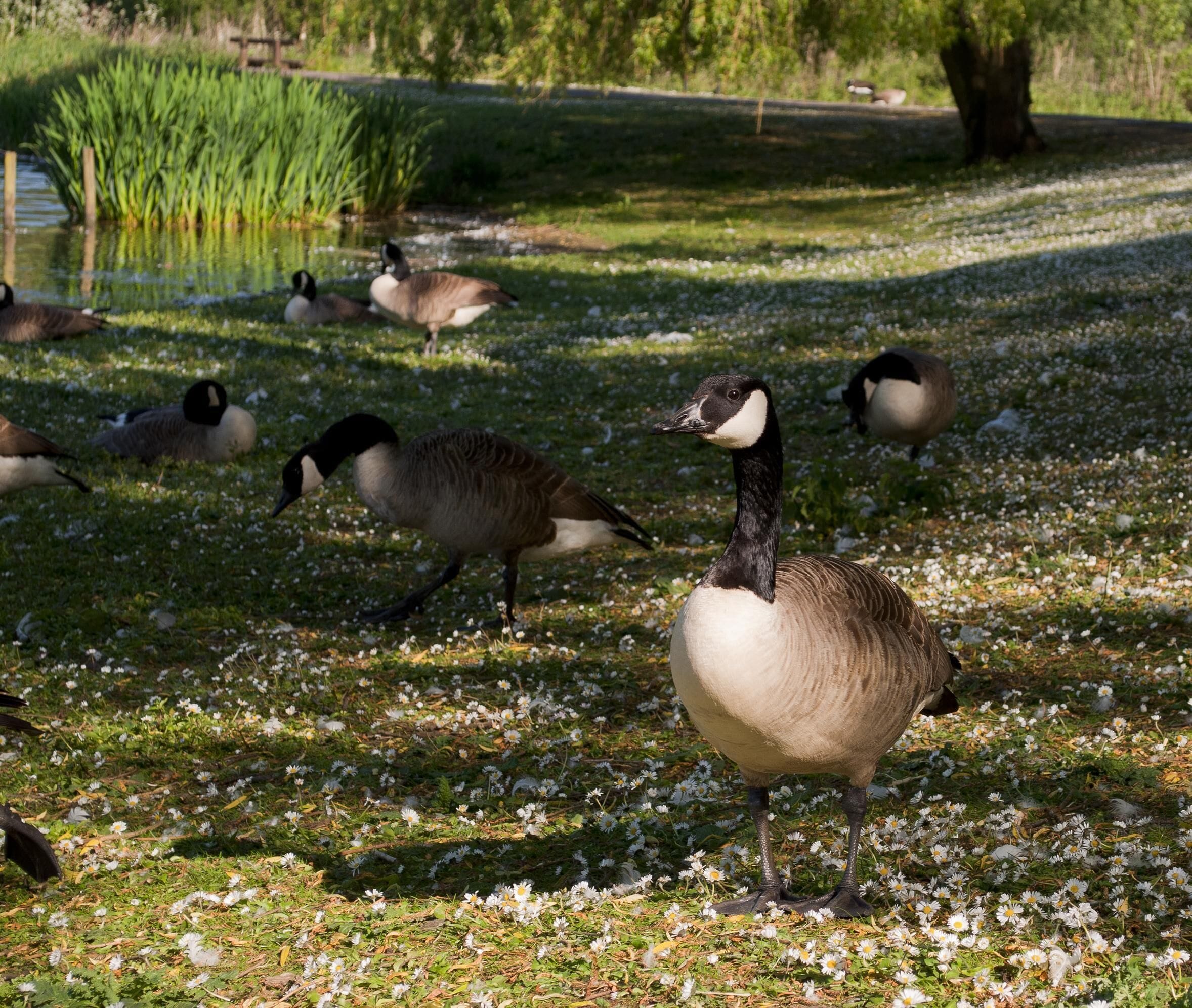 Goose in sunlight, geese in shade - crompton lodges