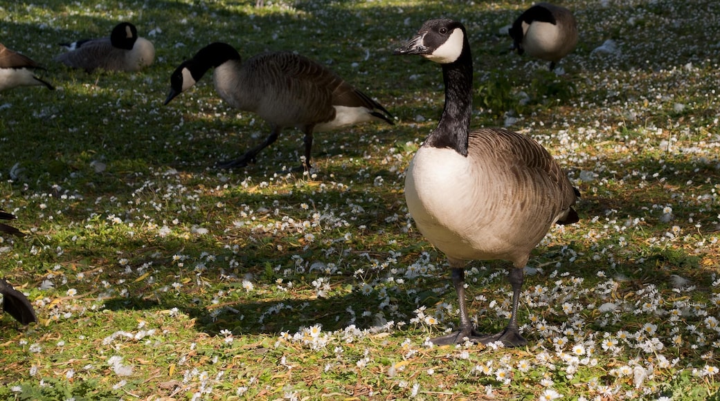 Goose in sunlight, geese in shade - crompton lodges