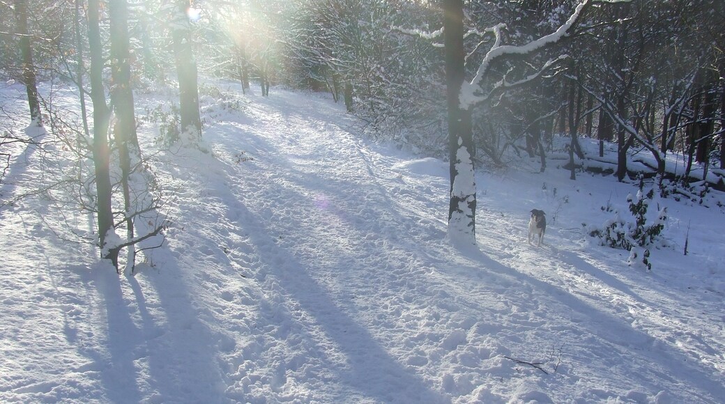 Woodland in the snow
