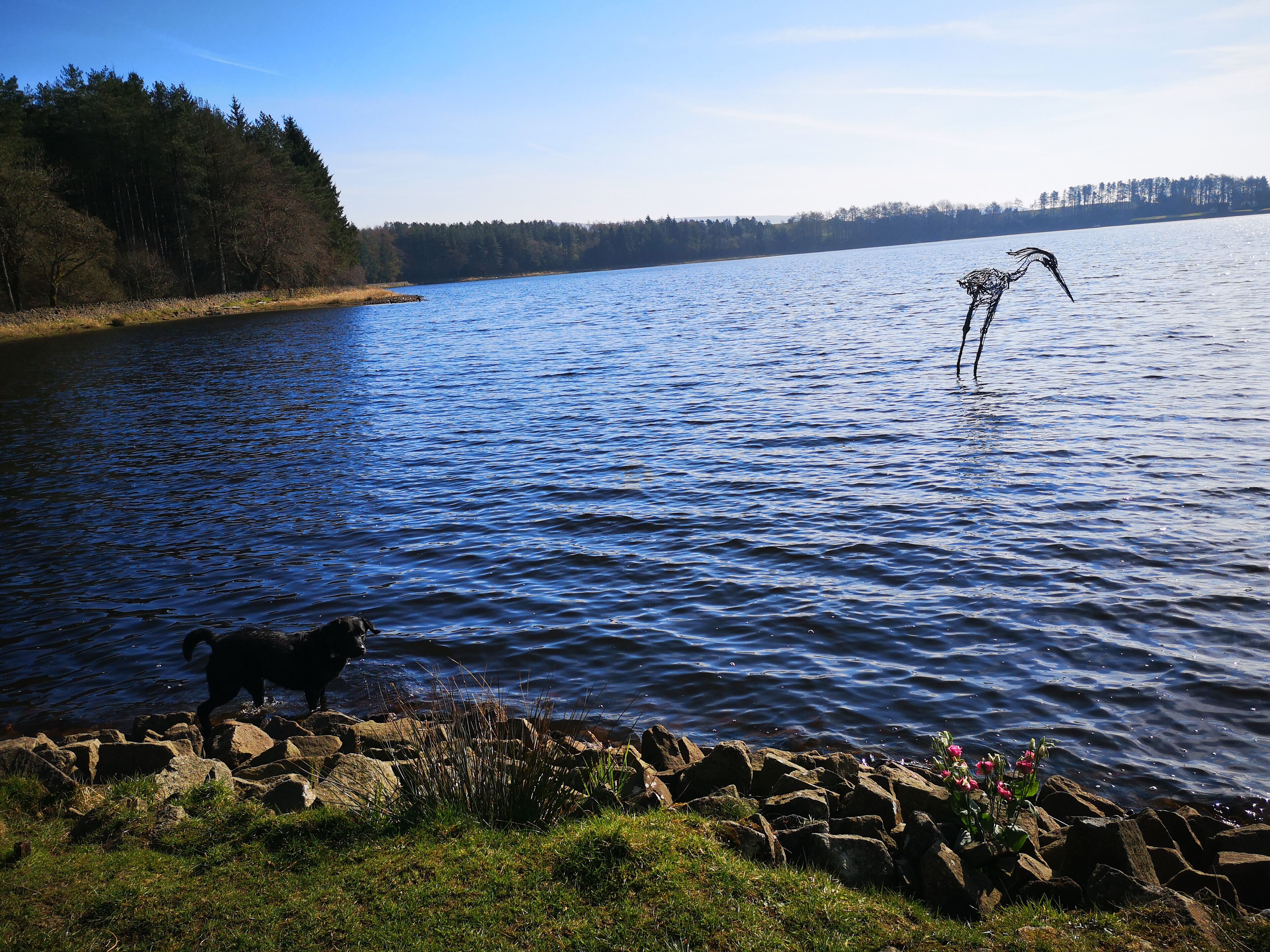 This beautiful Lancashire Reservoir has a good footpath all the way around. A Heron Sculpture called The Wader can be seen from the shore.