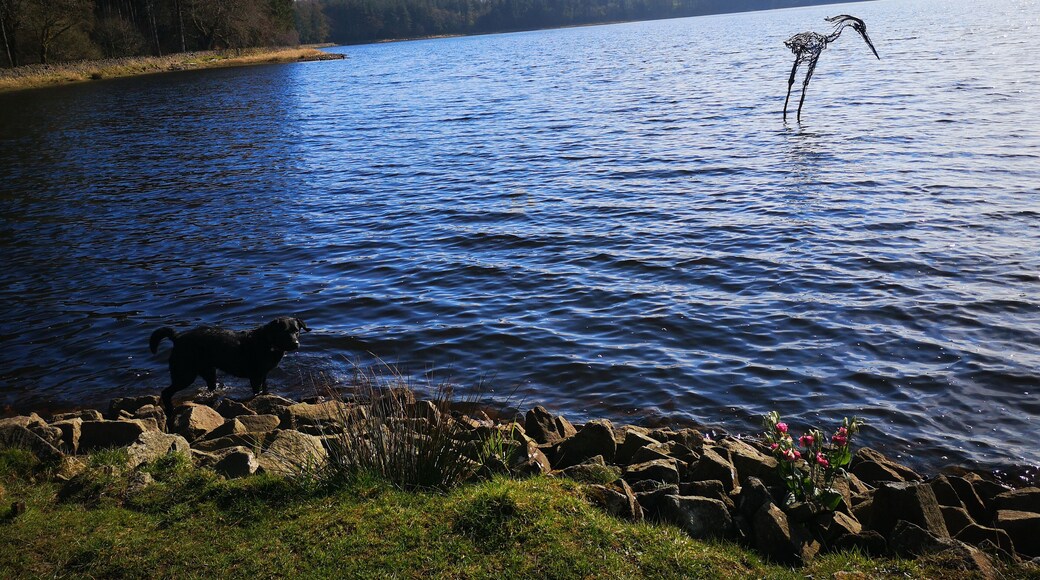 This beautiful Lancashire Reservoir has a good footpath all the way around. A Heron Sculpture called The Wader can be seen from the shore.